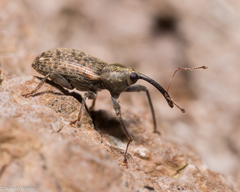 Dorytomus longimanus