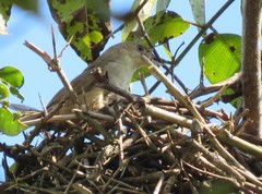 Phacellodomus rufifrons