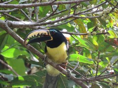 Pteroglossus inscriptus