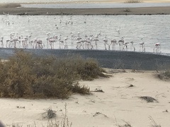 Phoenicopterus roseus