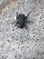 Trachyderma philistina