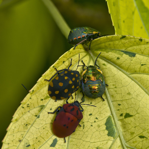Torrid Jewel Bug