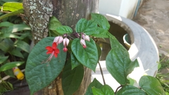 Clerodendrum thomsoniae