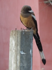 Dendrocitta vagabunda
