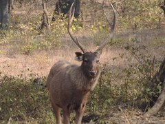 Rusa unicolor