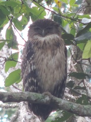 Ketupa zeylonensis