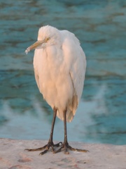 Bubulcus ibis