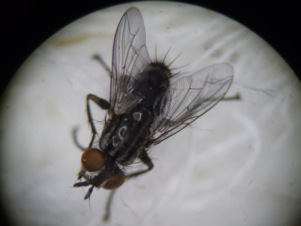 Sarcophaga sinuata