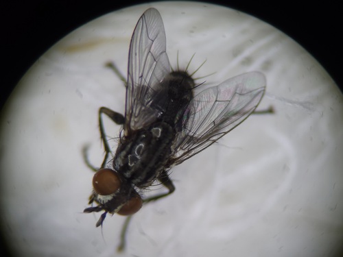 Sarcophaga sinuata