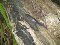 Ambystoma talpoideum