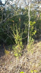 Stachytarpheta miniacea