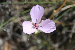 Calochortus splendens