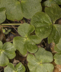 Wood Sorrel (Oxalis dumetorum)