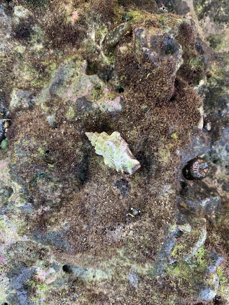 Labiate Stromb
