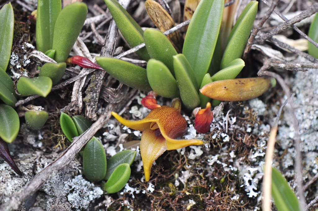 Masdevallia semiteres