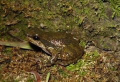 Hellmich's Rocket Frog photo 2