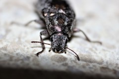 Pechalius dentiger