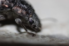 Pechalius dentiger