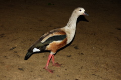 Oressochen jubatus