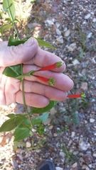 Lisianthius axillaris