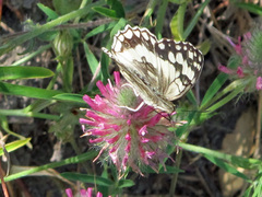 Melanargia larissa