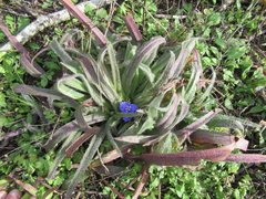 Tradescantia subacaulis