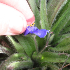 Tradescantia subacaulis