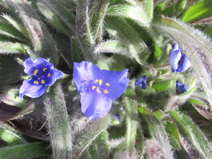 Tradescantia subacaulis