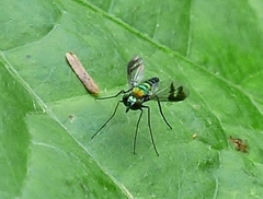 Condylostylus quadricolor