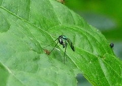 Condylostylus quadricolor