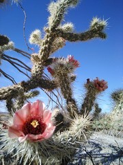 Cylindropuntia sanfelipensis