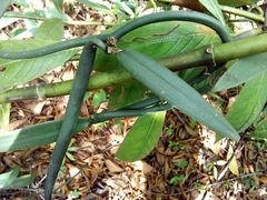 Vanilla odorata
