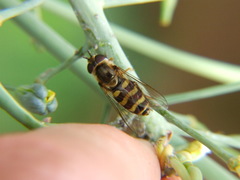 Syrphidae