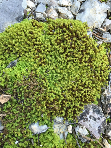 Pleurochaete luteola