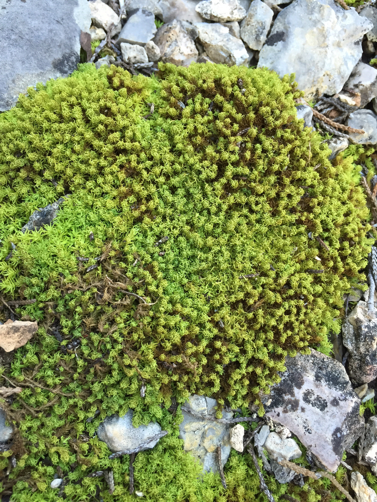 Pleurochaete luteola