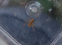 Oxyopes lineatus