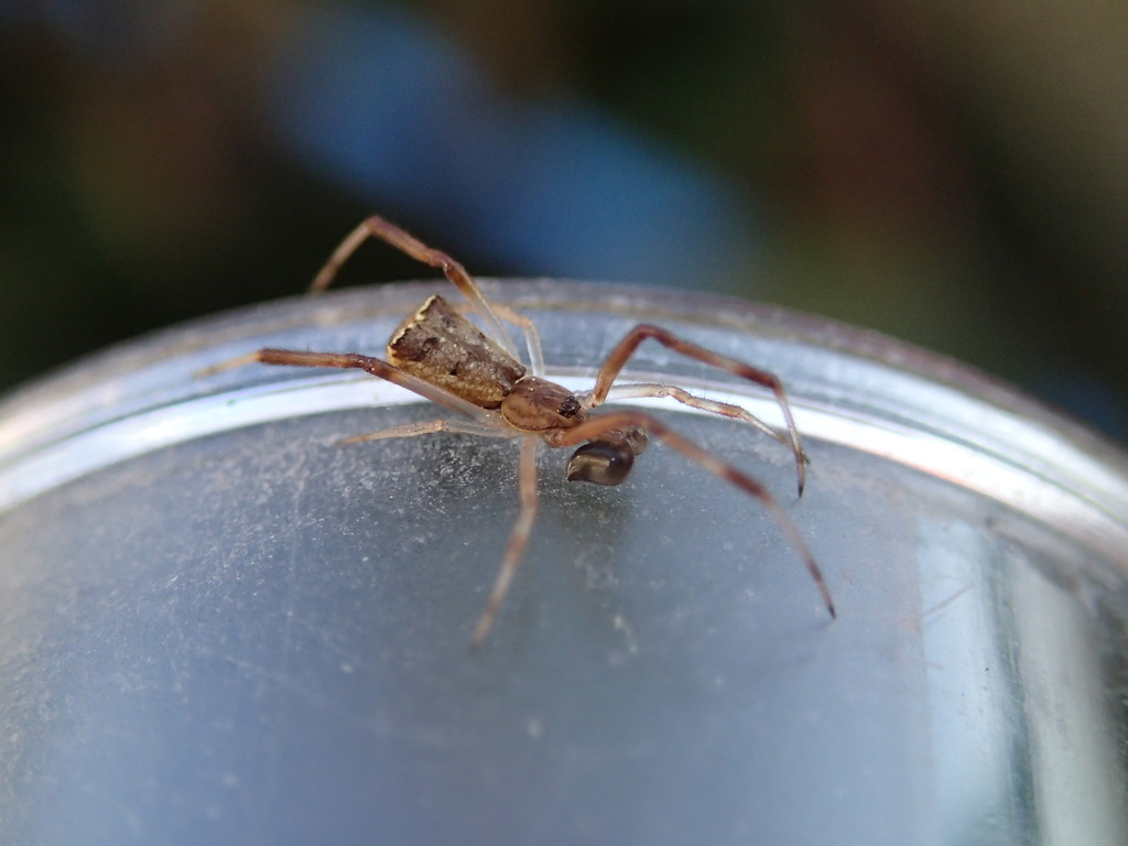 Episinus angulatus