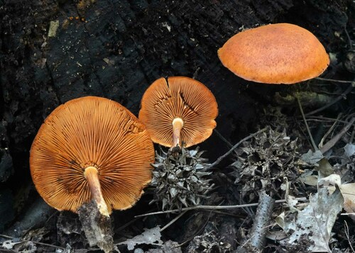 Gymnopilus subdryophilus