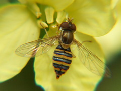 Syrphidae