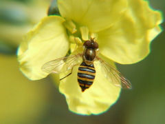 Syrphidae