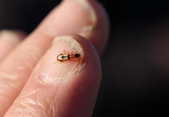 Demetrias imperialis