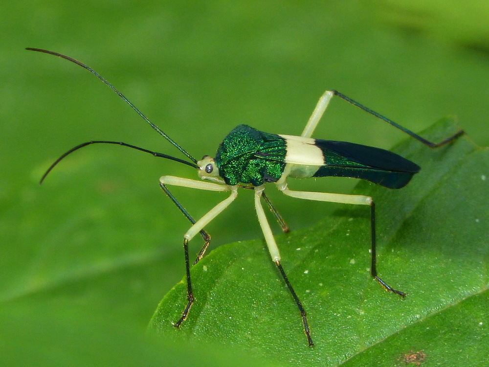 Paryphes pectoralis