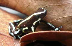 Dendrobates truncatus