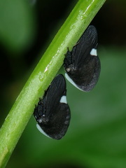 Membracis dorsata