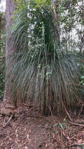 soft-leaved grasstree (Xanthorrhoea malacophylla)
