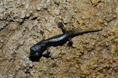 Speleomantes strinatii