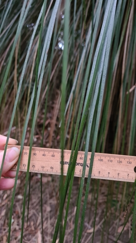 Xanthorrhoea malacophylla, photograph 2