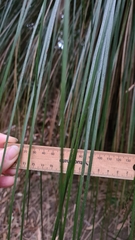 Xanthorrhoea malacophylla, photograph (c) Petra Holland, some rights reserved (CC BY)