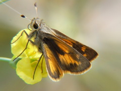Hesperiidae