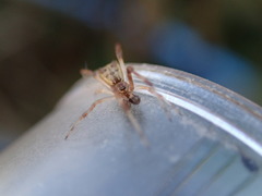Episinus angulatus